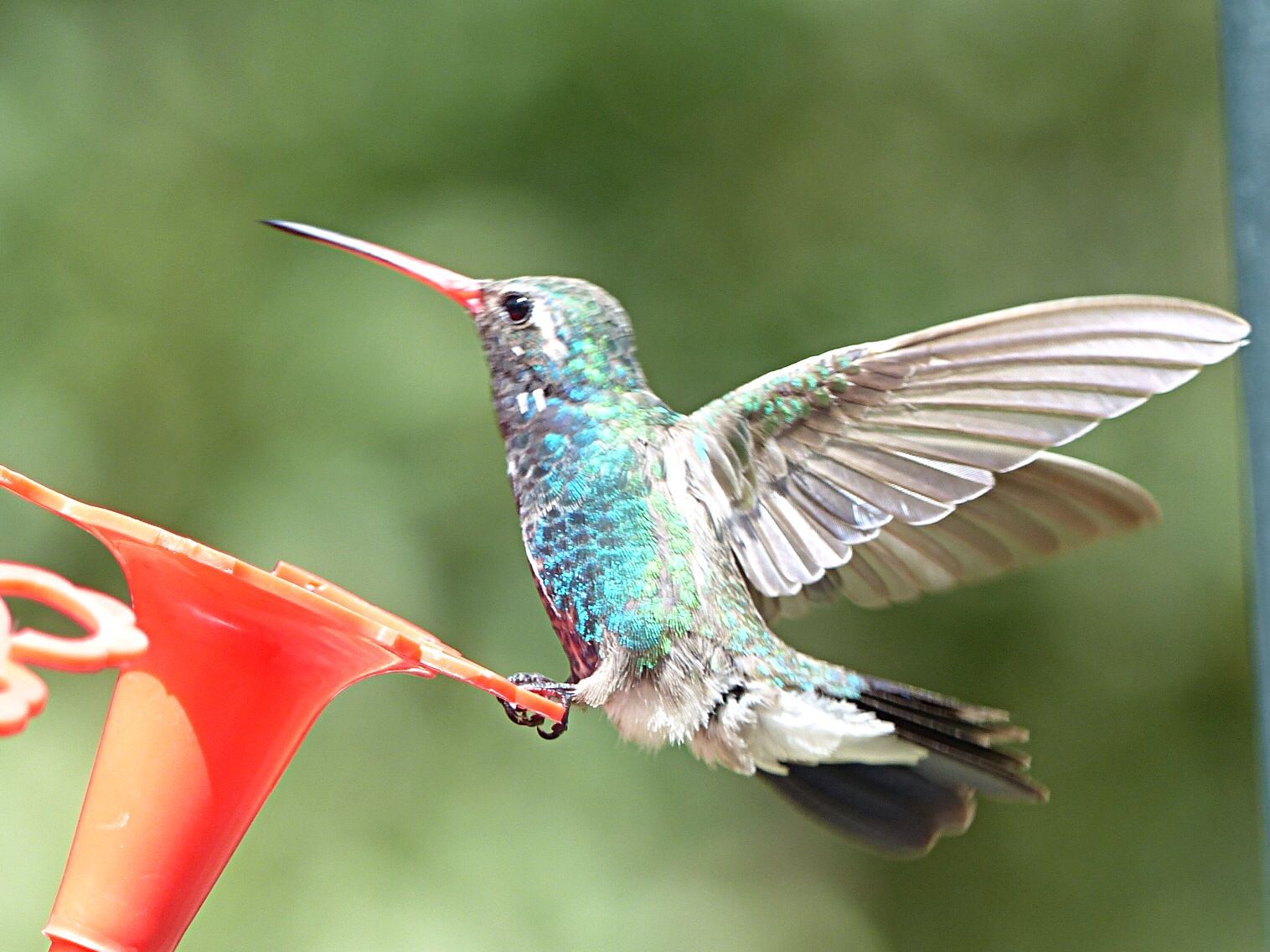 Hummingbirds from backyards and beyond